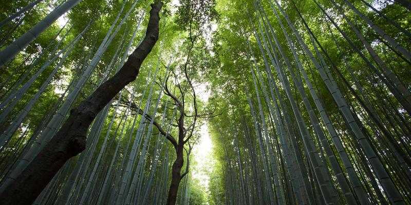 广州广交会95:中国进出口商品交易会新风向与实用观展指南